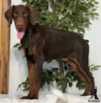 Axel | Male | 24 Weeks Old