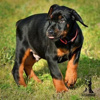 Jax | Male| 10 Weeks old