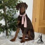 Gunner | Male | 23 weeks Old