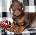 Dixie | Female | 10 weeks old
